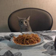 Illustration for article titled Im a Cat from Cats Dot Kinja, and This Is How I Meow